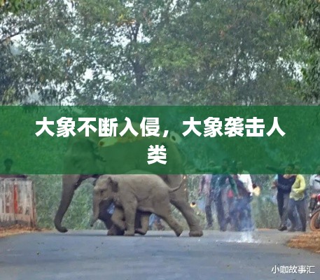 大象不断入侵，大象袭击人类 