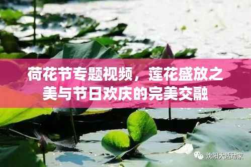 荷花节专题视频，莲花盛放之美与节日欢庆的完美交融