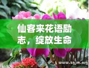 仙客来花语励志，绽放生命之光，追求无限可能！