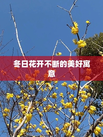 冬日花开不断的美好寓意